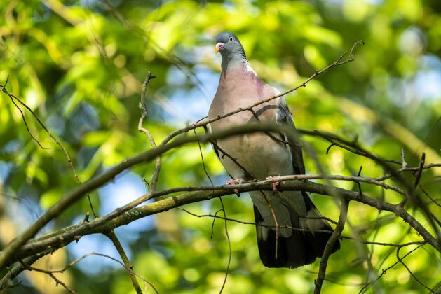 花园低角度选择性聚焦拍摄一只鸽子坐在树枝上 背景是绿色植物森林动物鸟