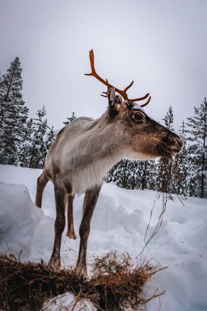 自然冬季雪林中鹿的垂直镜头垂直鹿哺乳动物