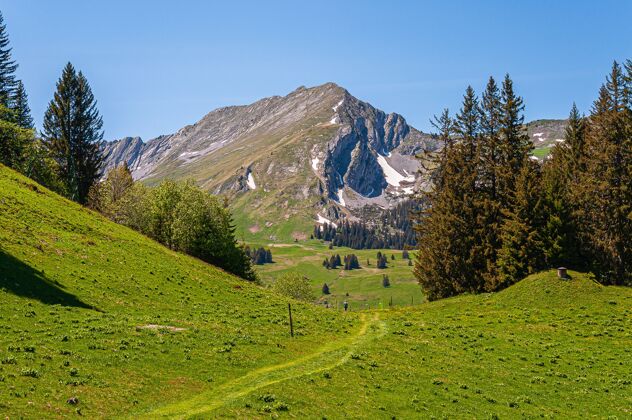 全景瑞士斯威兹阿尔卑斯山上的树自然阿尔卑斯山山