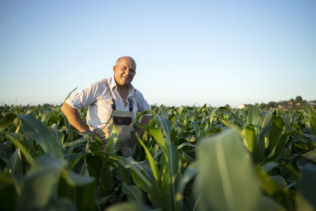 乡村在玉米地里辛勤耕耘的高级农艺师在收割前检查庄稼的画像玉米田植物人