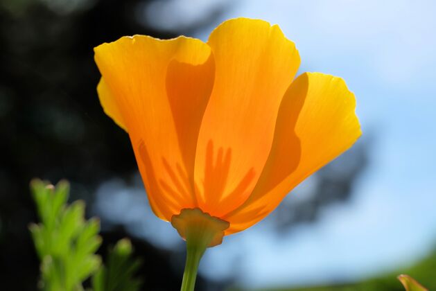 自然特写选择性聚焦拍摄一朵盛开的橙花 背景是绿色和蓝色花瓣花花