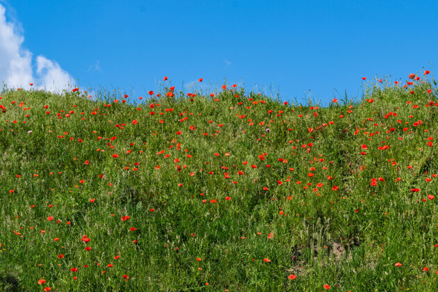 景观在一个阳光明媚的夏日 青山上长满了青草 蓝天下云朵里盛开着红色的罂粟花生长土地野生动物