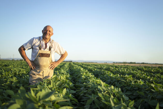 贷款一位辛勤耕耘的高级农艺师站在大豆地里 在收获前检查庄稼的画像工作农业观察