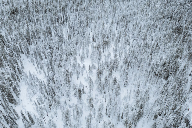 雪芬兰欧兰卡国家公园 风景如画的松林覆盖着白雪松树北极自然