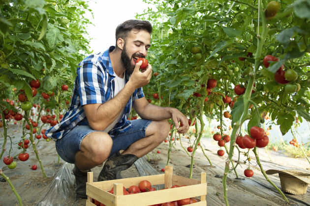 生产小胡子农民品尝番茄蔬菜和检查温室有机食品质量的镜头农民帽子采摘