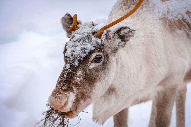野生动物冬季森林雪地上一只美丽鹿的特写镜头树自然地面