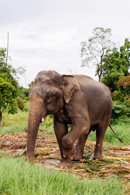 田野美丽的泰国亚洲象的肖像矗立在绿色的田野上 大象长着修剪过的象牙南方丛林野生动物