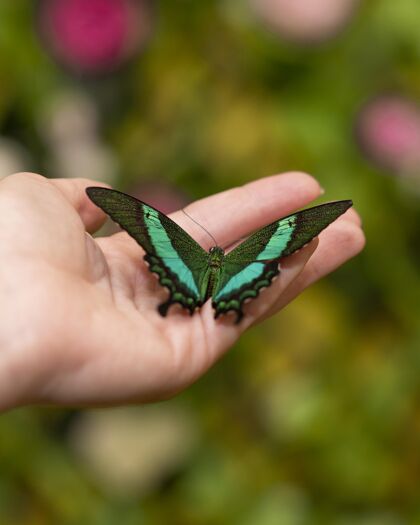 昆虫近景美丽的蝴蝶在手热带美丽特写