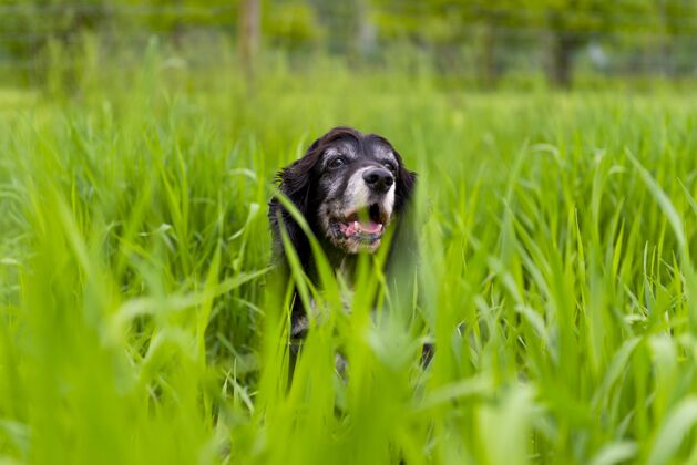 可爱狗被公园的绿草包围草坪性格家庭