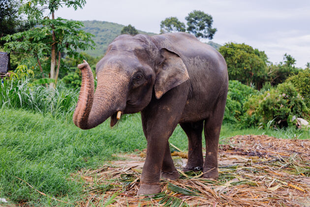 锡兰美丽的泰国亚洲象的肖像矗立在绿色的田野上 大象长着修剪过的象牙大泰国自然