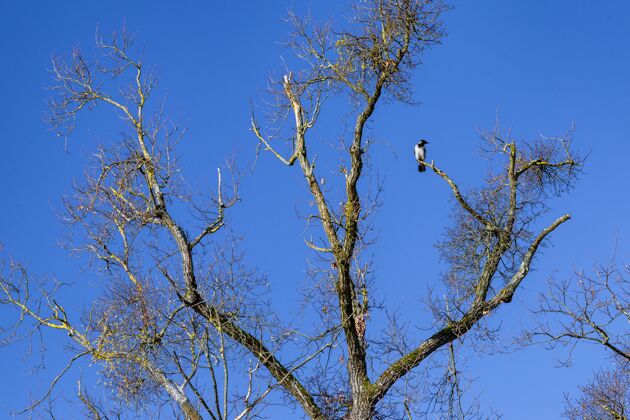 天空克罗地亚萨格勒布的马克西米尔公园 一只低角度的乌鸦在树枝上休息白天植物乌鸦