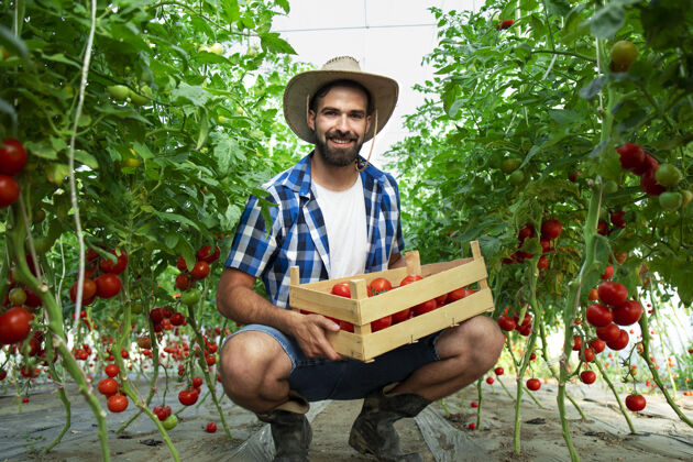 保持年轻的微笑着的农民的肖像与新鲜采摘的番茄蔬菜 站在温室花园成熟了园艺农场