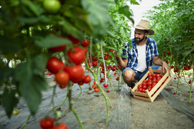 板条箱农场主采摘新鲜成熟的西红柿蔬菜 放进木箱新鲜有机素食主义者