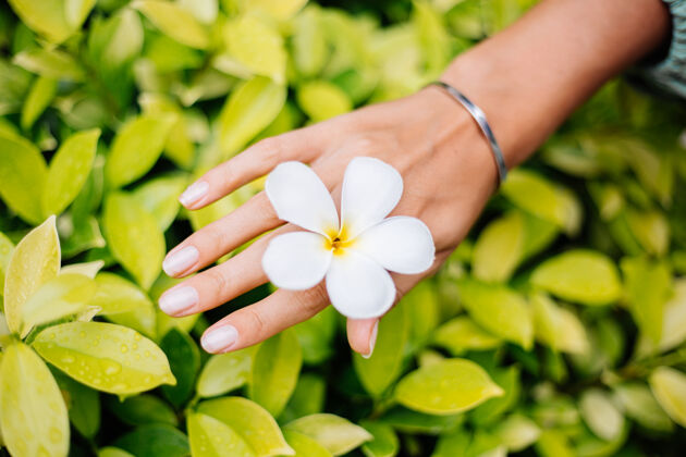 指甲晒黑的手与自然美甲与杰维利可爱的银手镯举行白色泰国花鸡蛋花开花放松黄色