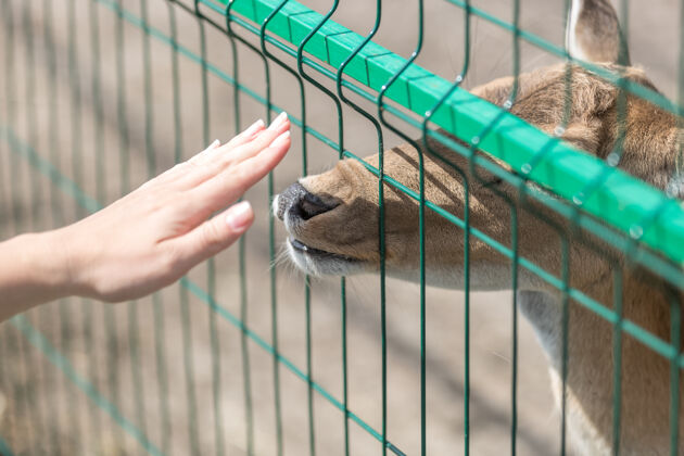 陷阱人与动物接触的概念图动物园里雌性手穿过栅栏触摸母鹿的特写镜头食物农场鼻子