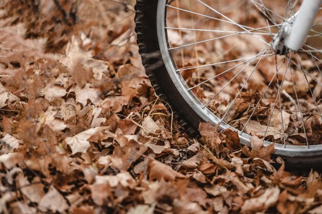 骑自行车者秋叶上的山地车娱乐自行车骑自行车